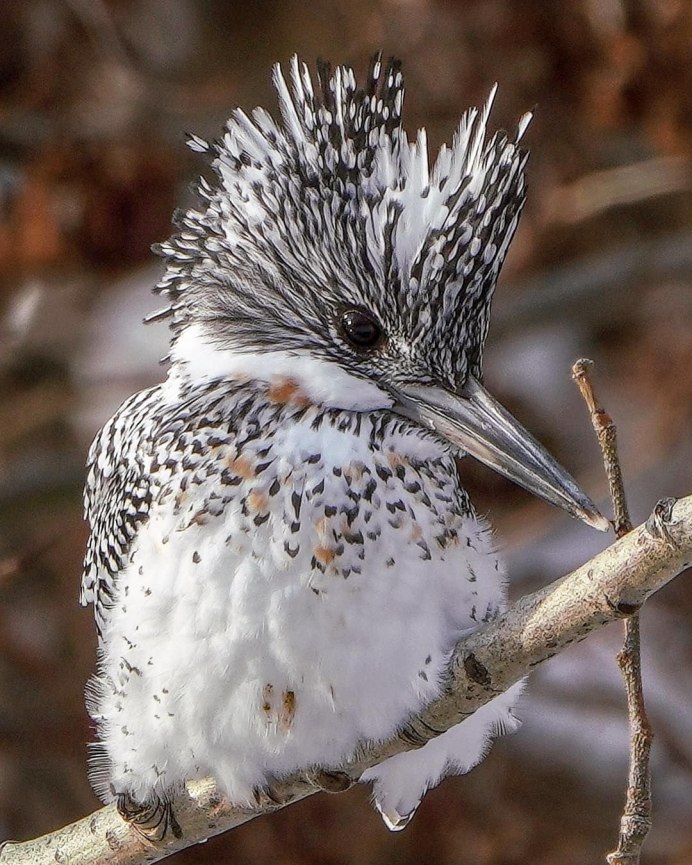 Дрозд черный в белую крапинку