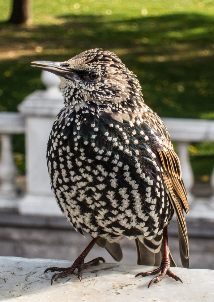 Лазоревка горихвостка