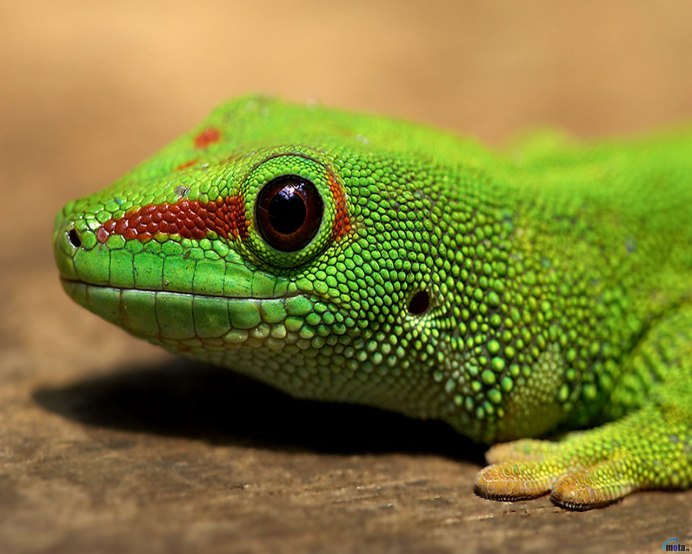 Naultinus elegans