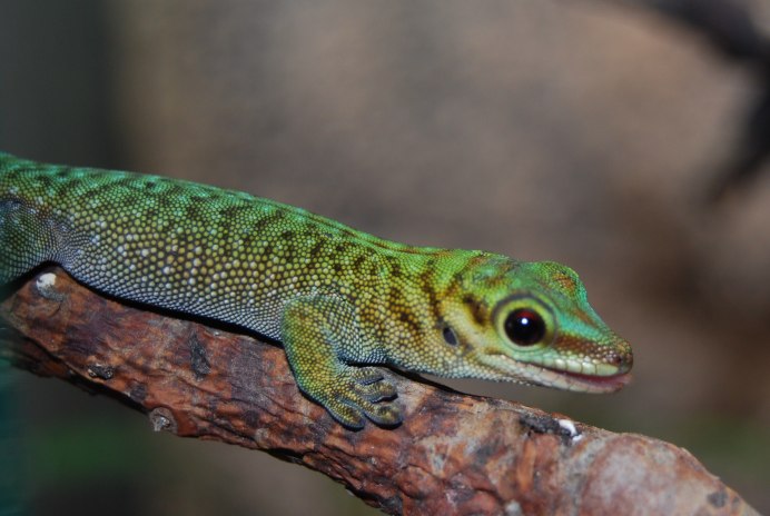 Naultinus elegans