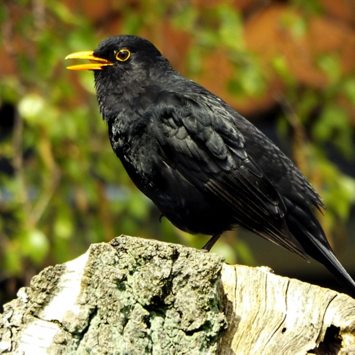 Черный певчий Дрозд