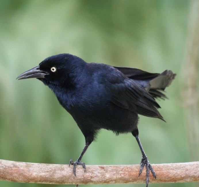 Маленькая черная птица Урал черный клюв