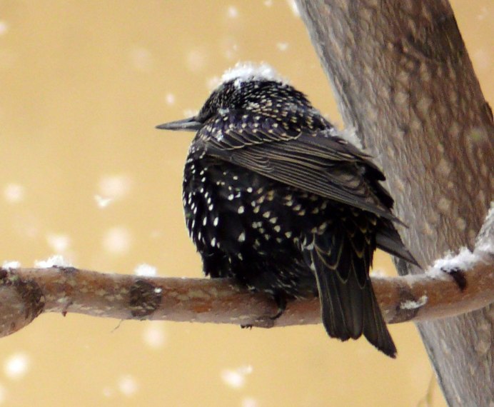 Грачонок птенец