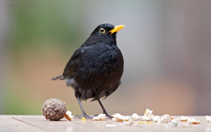 Черный Дрозд птица