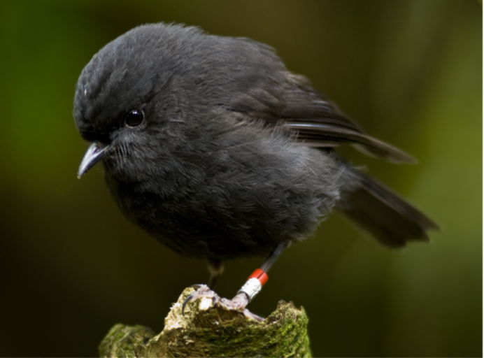 Дрозд меланист