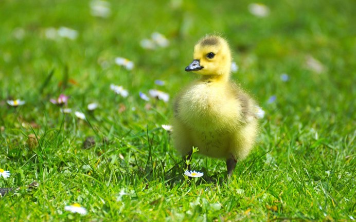 Цыпленок гуся