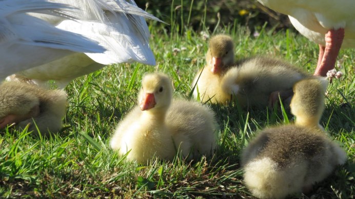 Птенец гуся
