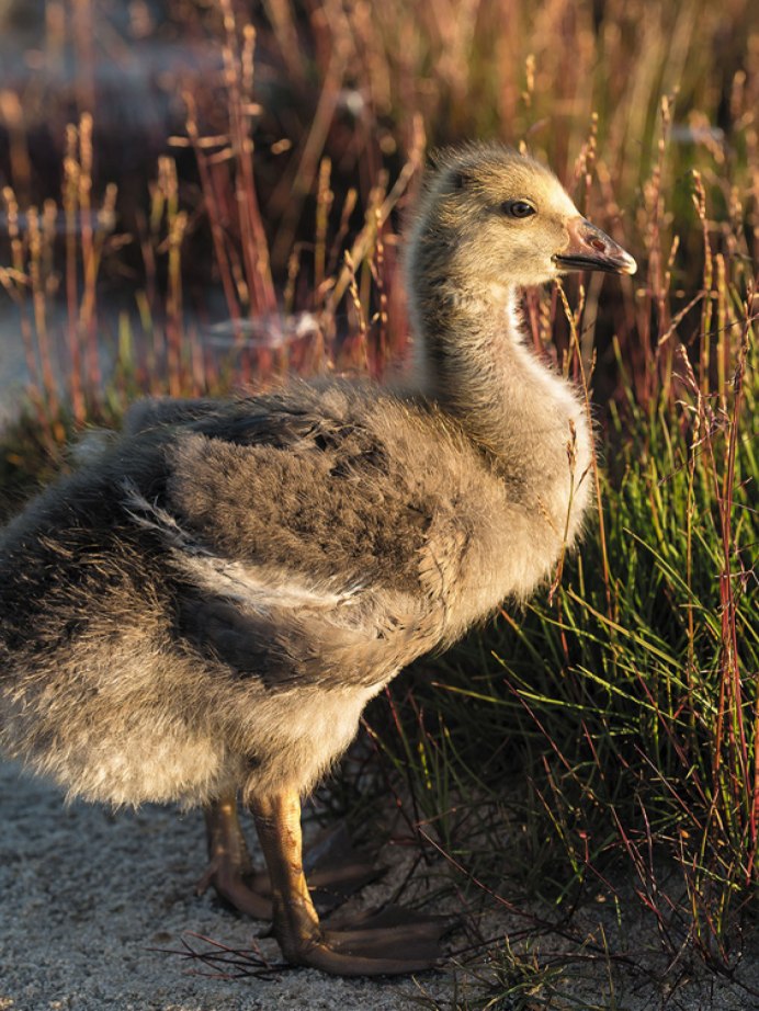 Гусенок птенец гуся