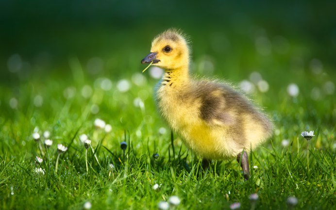 Мулард птенцы