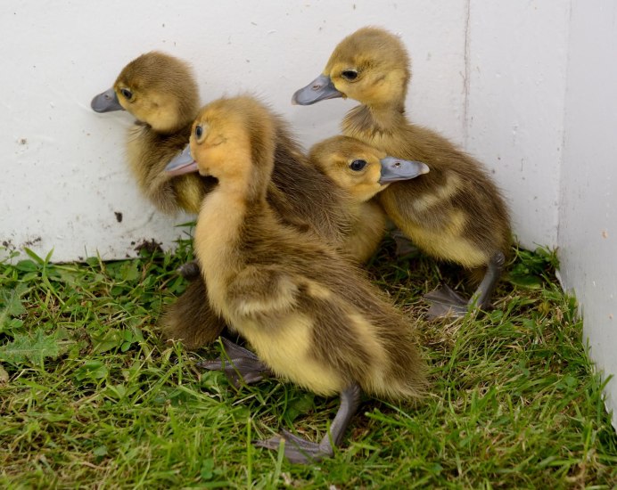 Птенцы диких гусей
