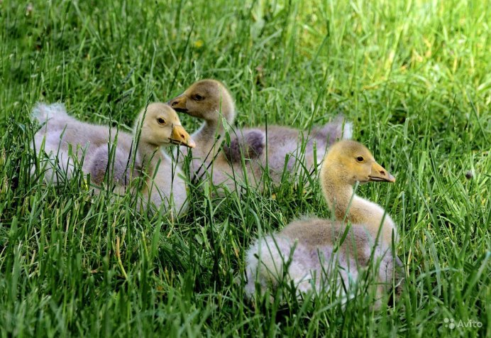 Маленькие гусята