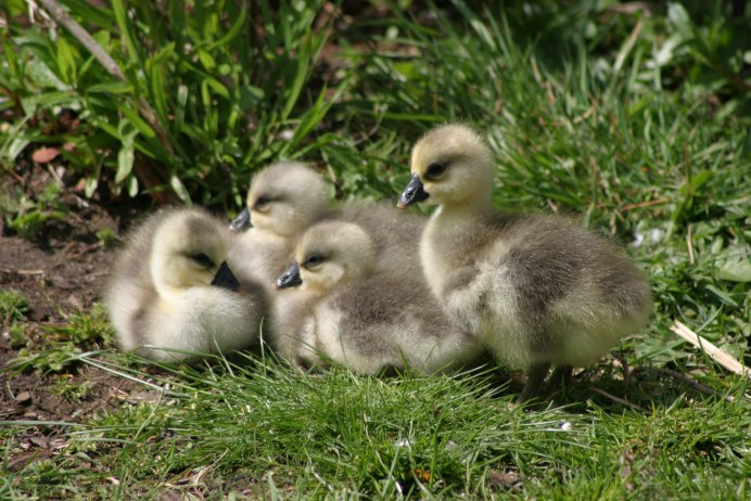 Гусята Линдовские