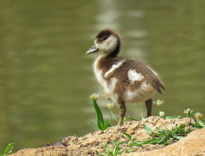 Утята и гусята