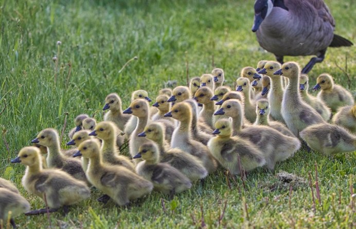 Гусята серые крупные