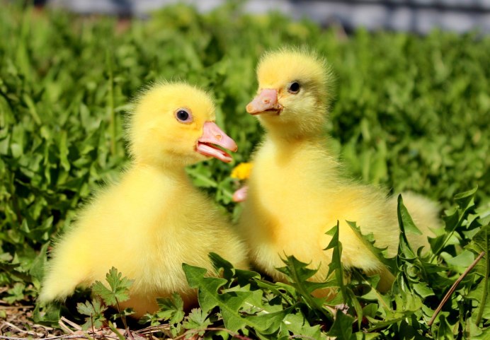 Птенцы дикой утки фото