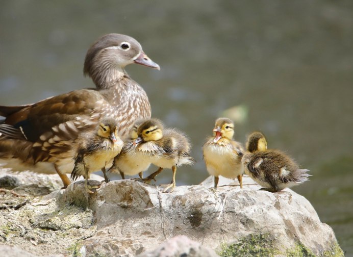 Птенец гуся