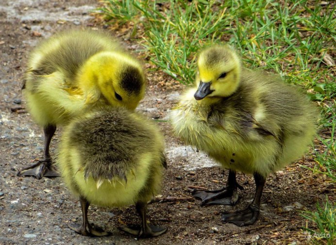 Гусенок птенец