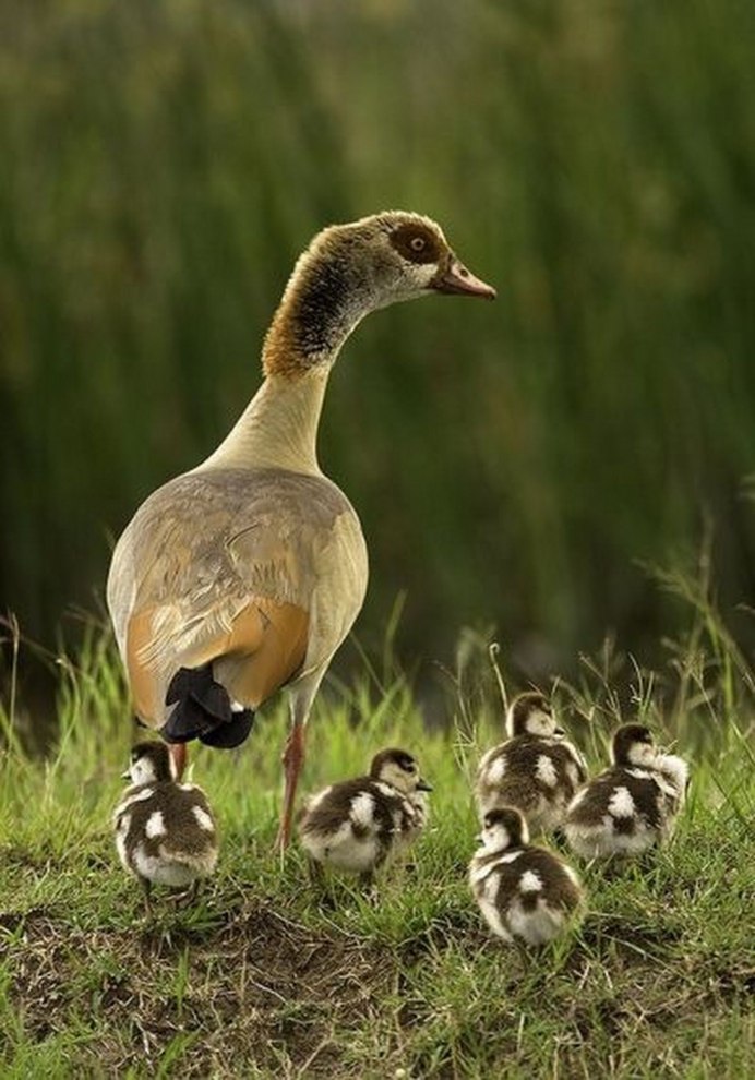 Индоутка птенец