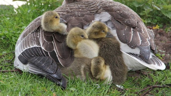 Гусята Ольховое