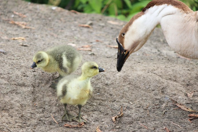 Птенцы диких гусей