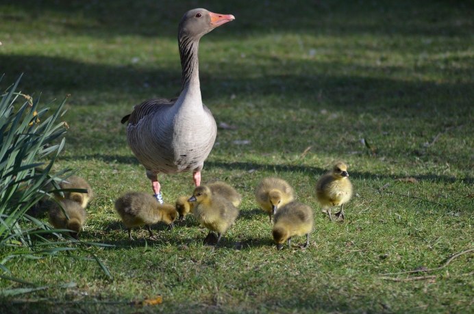 Птенец гуся