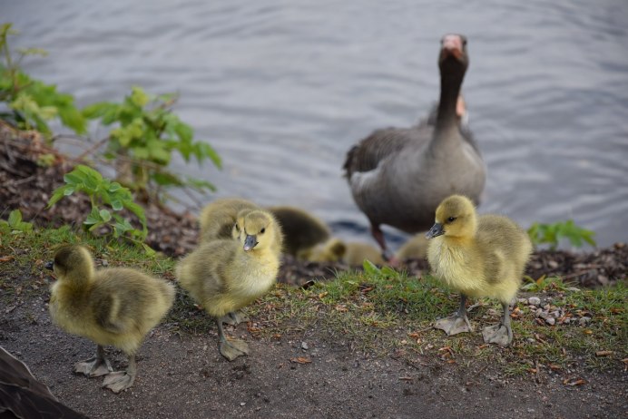Канадская казарка птенец