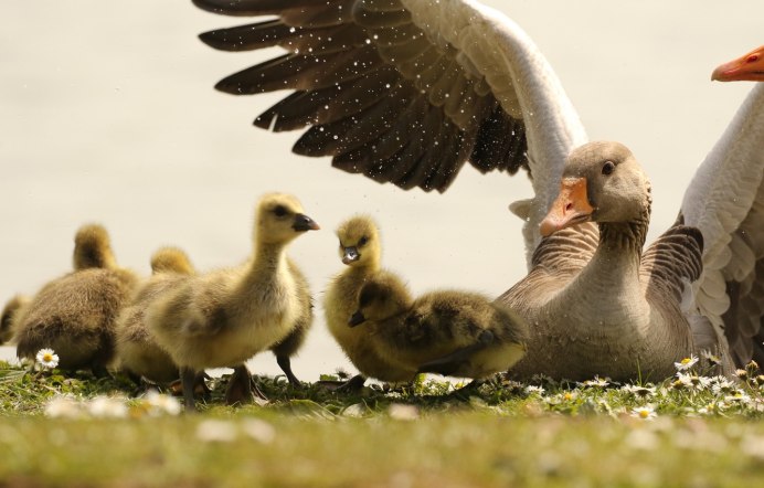 Канадская казарка гусятами