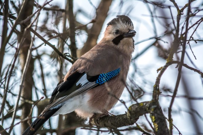 Garrulus glandarius
