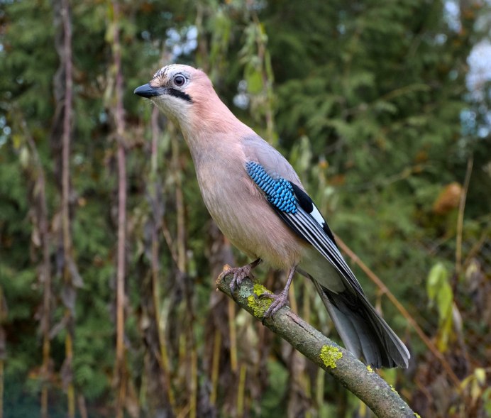 Garrulus glandarius