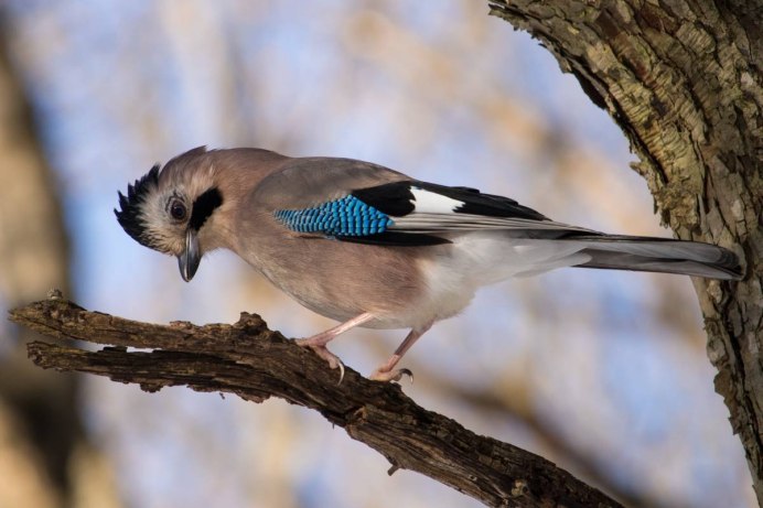 Garrulus glandarius