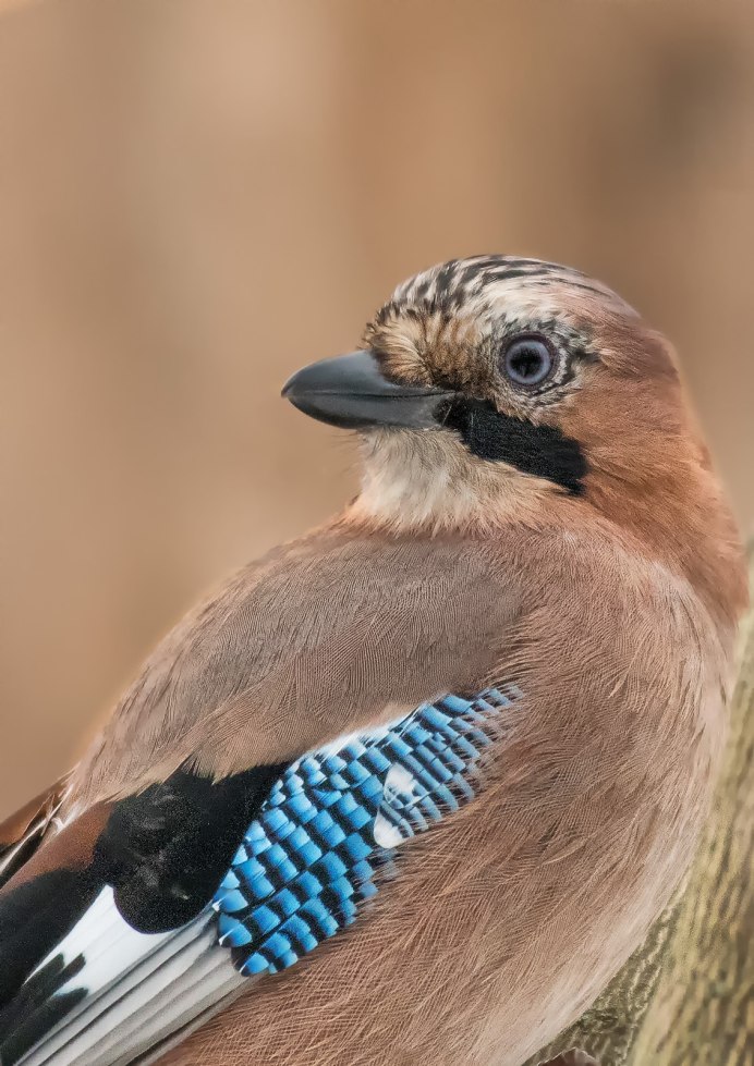 Сойка обыкновенная garrulus glandarius