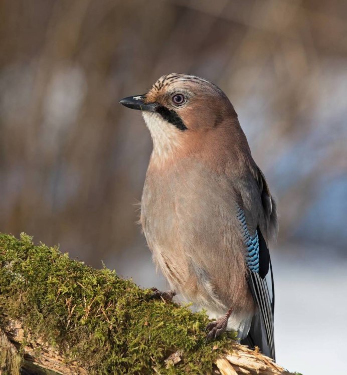 Сойка garrulus glandarius