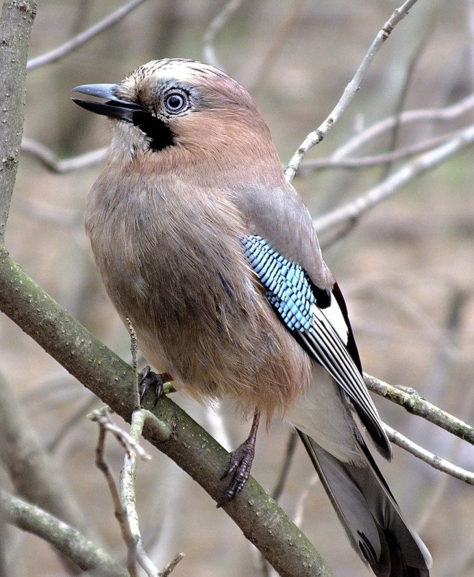 Garrulus lanceolatus гималайская Сойка
