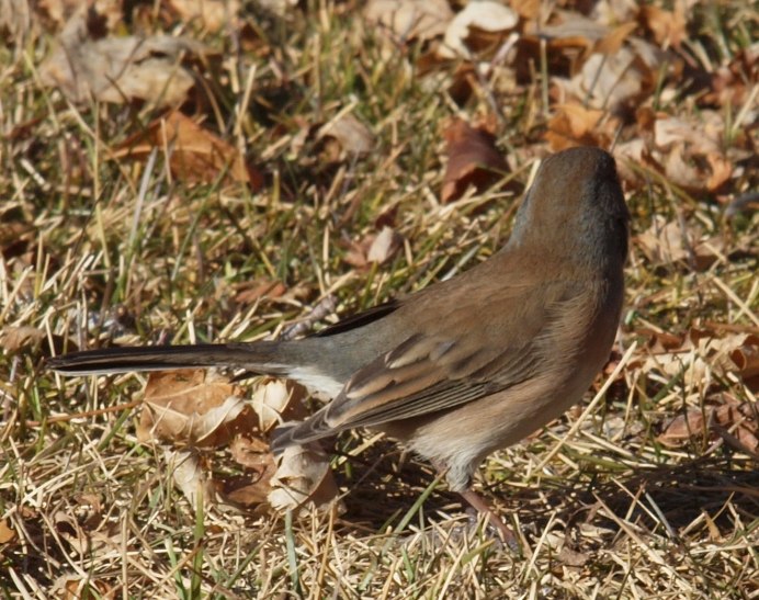 Кремовобрюхий Дрозд