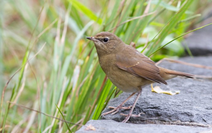 Маленькая коричневая птица