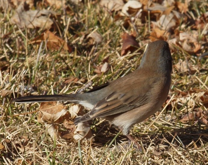 Птица бежевая с коричневым