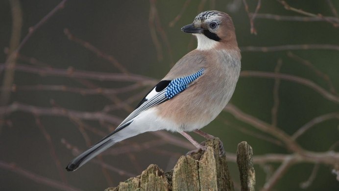 Маленькая коричневая птица