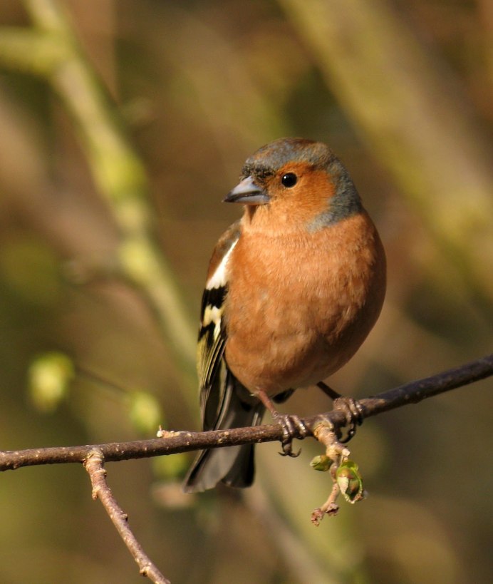 Коричневая птица Украина