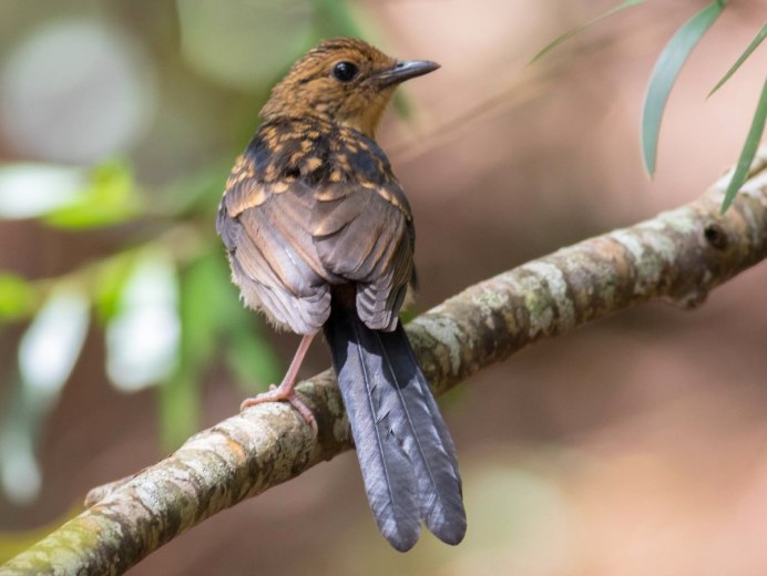 Птичка семейства воробьиных