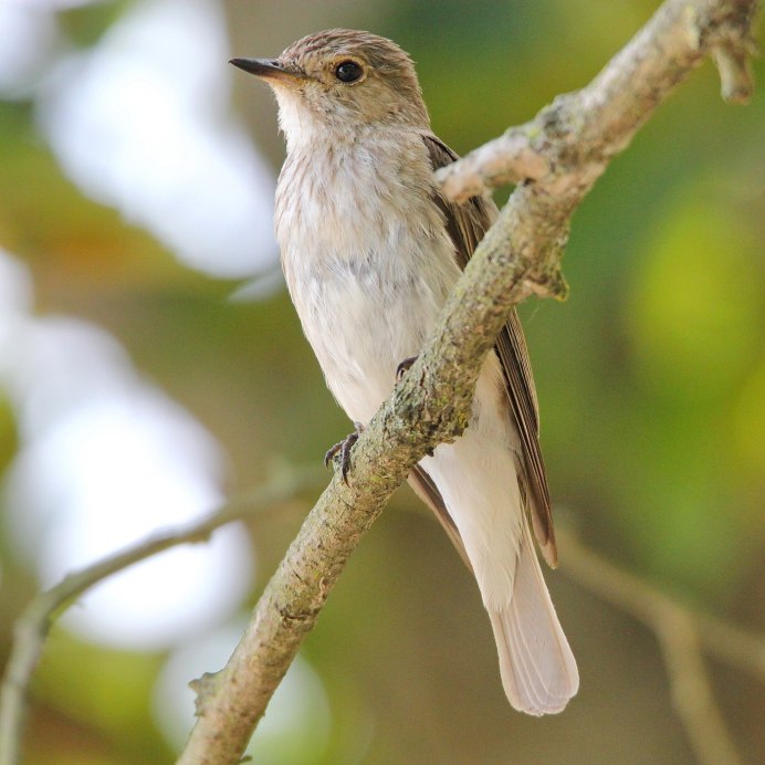 Коричневая птица Дрозд