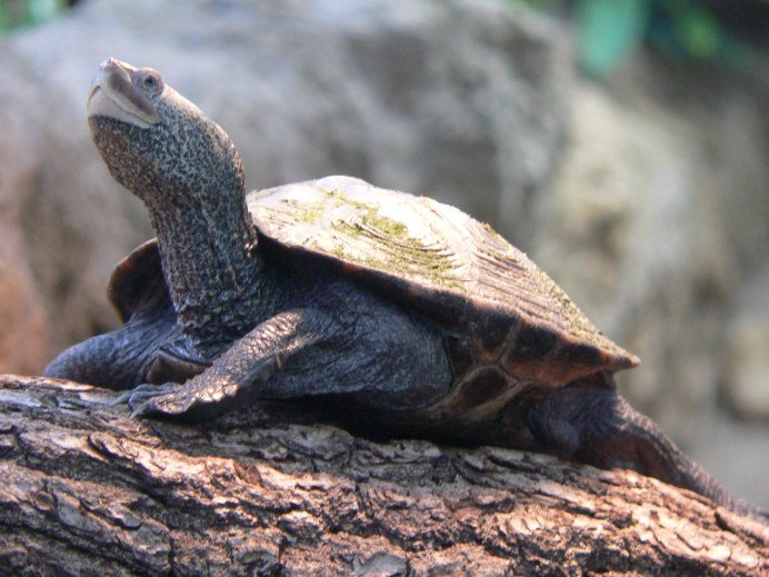 Turtle screaming