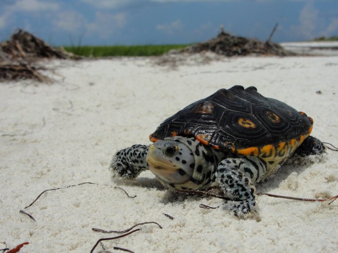 Malaclemys Terrapin