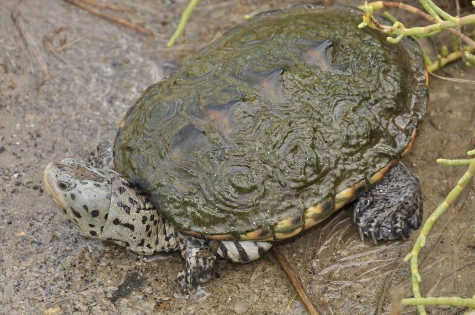 Malaclemys Terrapin
