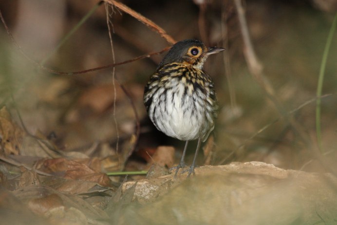 Пестрогрудая бесхвостая муравейница