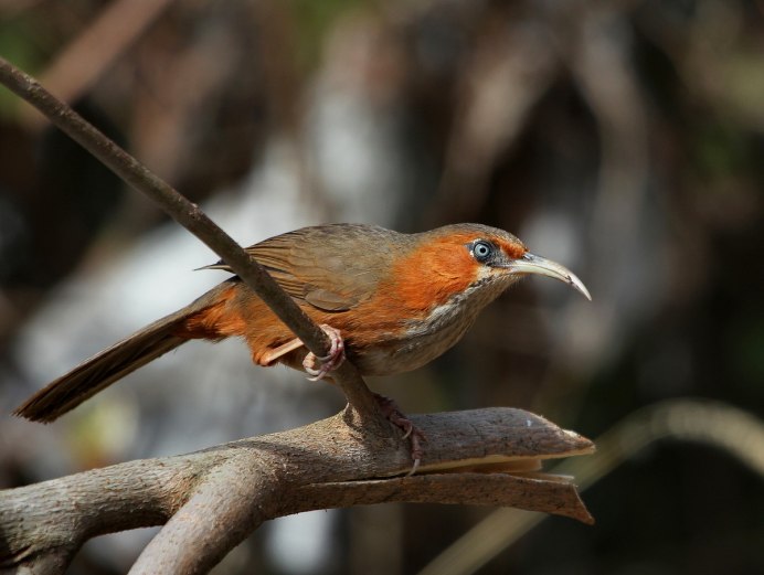 Пегая дроздовая тимелия