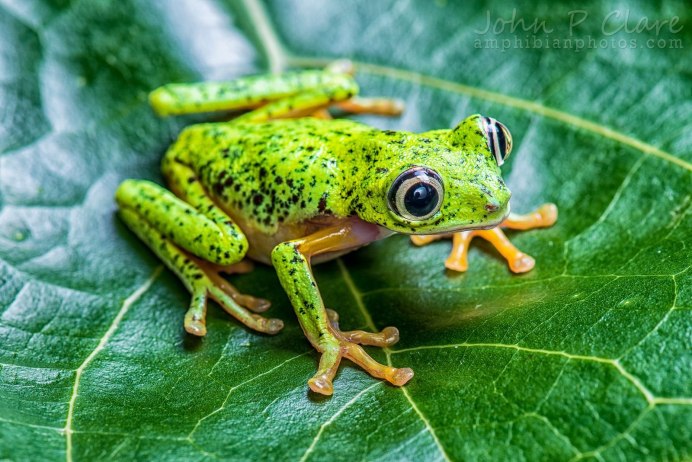 Бесхвостые амфибии зеленая лягушка