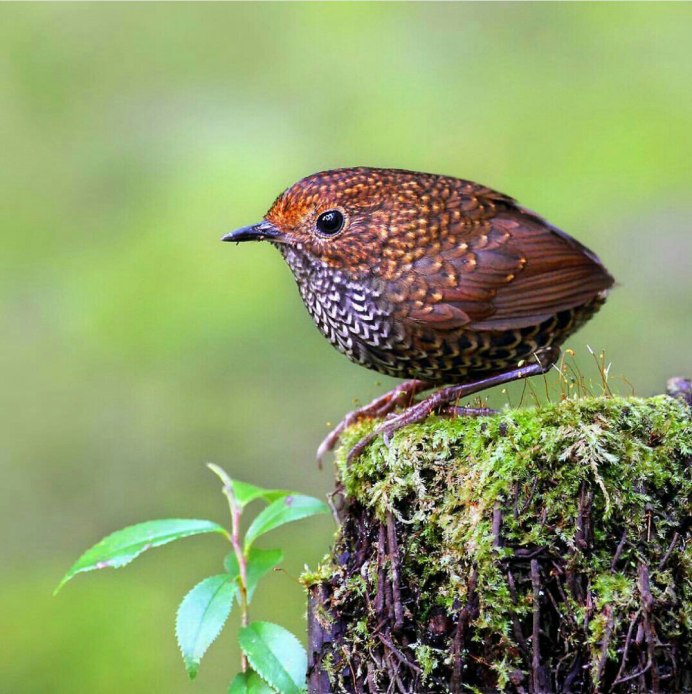 Тимелия птица