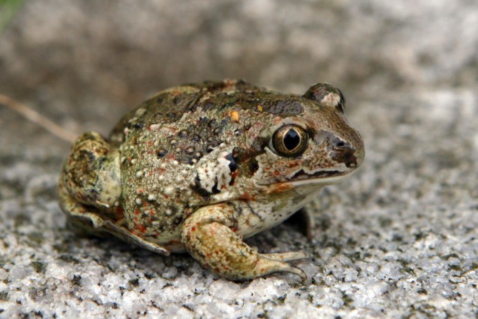 Жаба чесночница обыкновенная