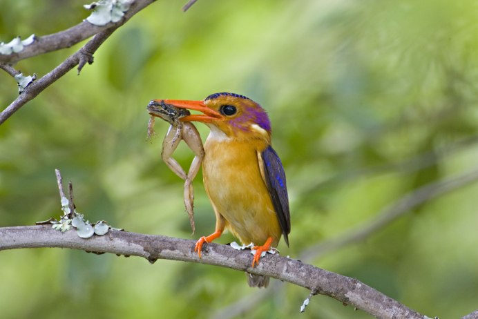 Африканский крошечный Зимородок
