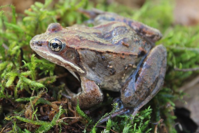 Бесхвостые амфибии углозуб